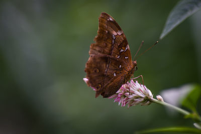 Close-up of butterfly pollinating on flower