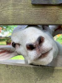 Close-up of cow in pen