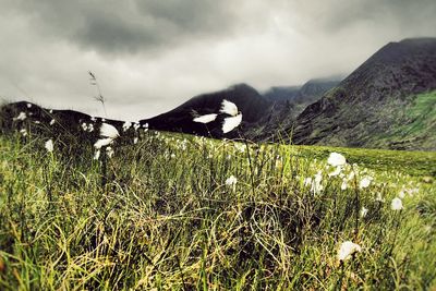 Cotton grass growing on field