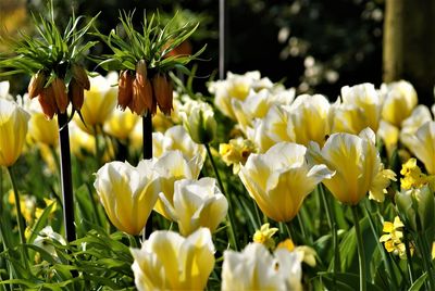 Close-up of yellow flowers on field