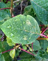 Close-up of fresh green leaf