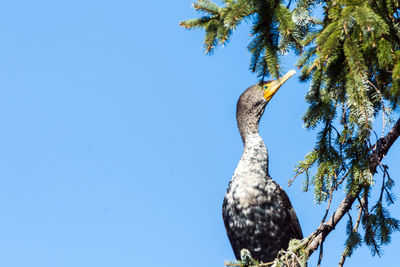 Low angle view of bird perching on tree against clear blue sky