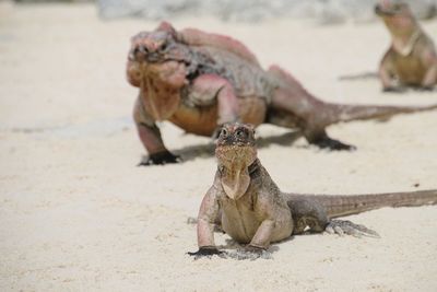 Close-up of iguanas on sand at beach