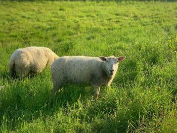 Sheep standing in a field