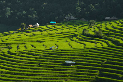 Scenic view of agricultural field