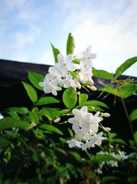 Close-up of white flowers blooming on tree against sky