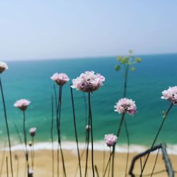 Close-up of pink flowering plants by sea against sky