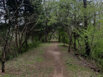 Road amidst trees in forest