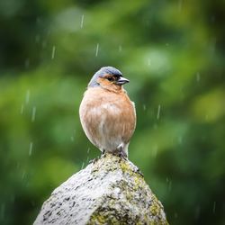 Close-up of bird perching on water