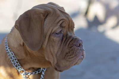 Close up photograph of the head of a dogue de bordeaux