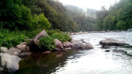 Stream flowing through forest