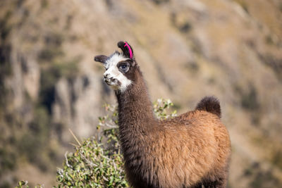 A baby llama