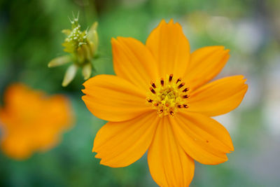 Close-up of orange cosmos flower