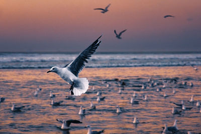 Seagulls flying over sea at sunset