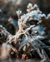 Close-up of frozen plant