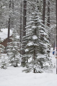 Trees in forest during winter