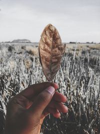 Close-up of hand holding leaf against sky