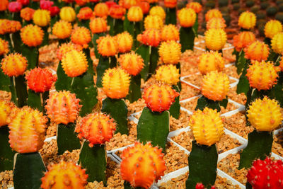 High angle view of flowering plants