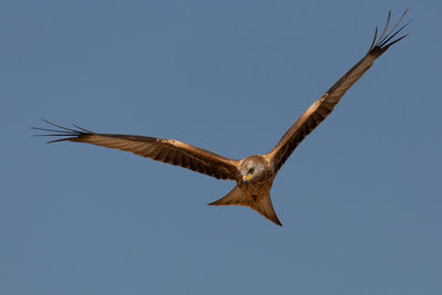 Low angle view of kite flying against clear blue sky