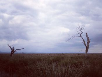 Bare tree on field against sky