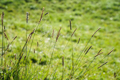 Close-up of grass on field