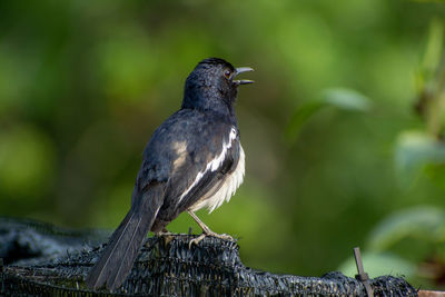 Close-up of bird perching on wooden post