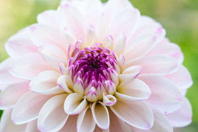 Close-up of pink dahlia