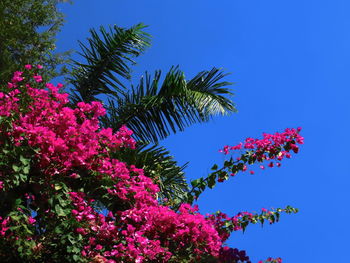 Low angle view of pink flowers against blue sky