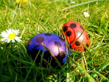 Easter painted eggs on grassy field