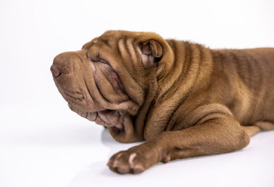 Close-up of a dog over white background