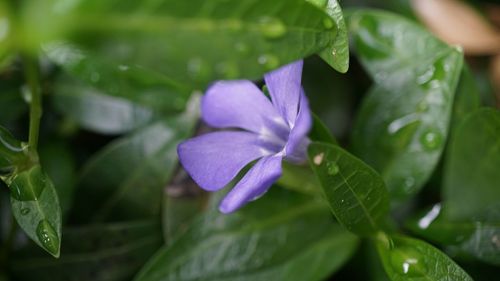 Close-up of purple flowers blooming outdoors