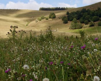 Scenic view of flowering plants on land against sky