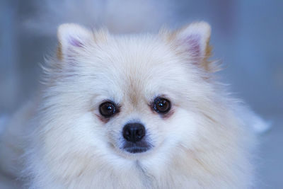 Close-up portrait of a dog