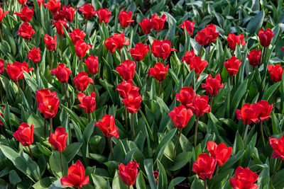 Red tulips in field