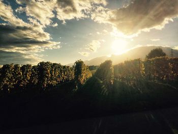 Silhouette trees against sky during sunset