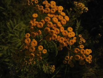 Close-up of flowers