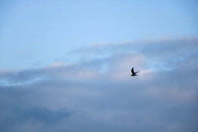 Low angle view of bird flying in sky