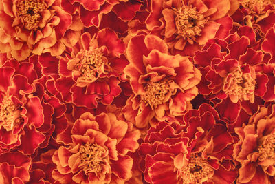 Orange and dark red blooming marigold flowers background