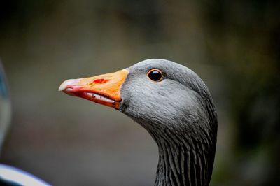 Close-up of a bird