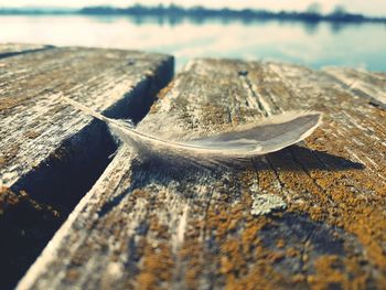 Close-up of wood