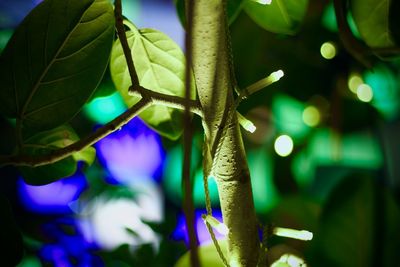 Close-up of illuminated plant