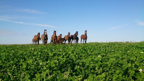 Horses on field against sky