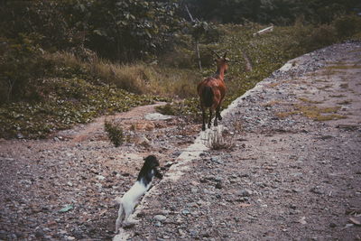 Animals walking in forest