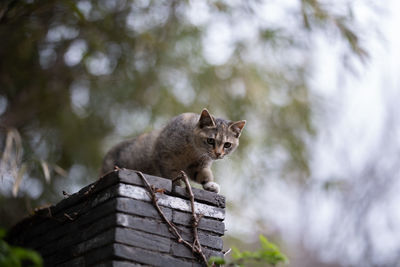 Low angle view of a cat