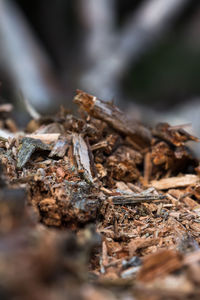 Close-up of dry leaf on rock