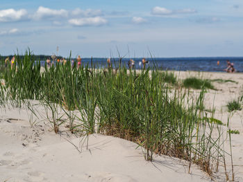 Plants growing on beach against sky