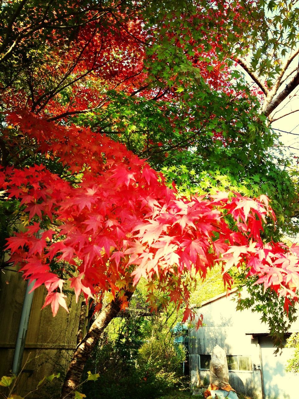 growth, tree, red, flower, building exterior, built structure, leaf, plant, nature, architecture, beauty in nature, freshness, low angle view, autumn, house, branch, day, change, outdoors, orange color