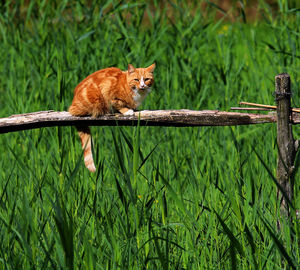 Cat on wooden railing