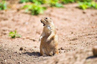 Prairie dog keeps watch in his territory