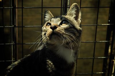 Close-up of cat in cage